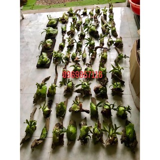 Ổ rồng Coro đã Ghép lũa