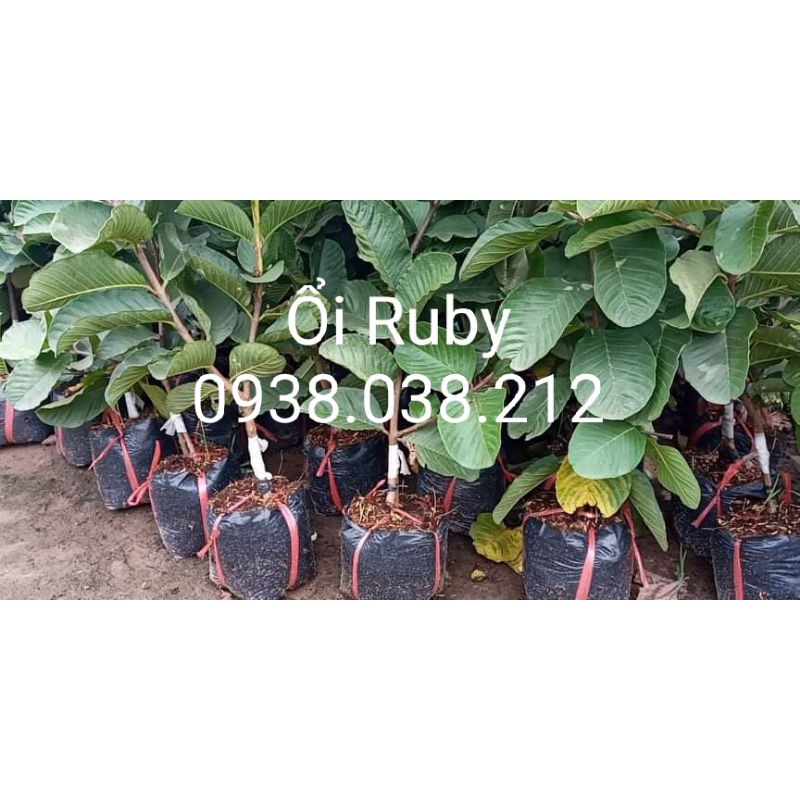 CÂY ỔI RUBY RUỘT ĐỎ KHÔNG HẠT