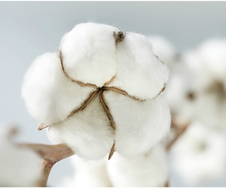 Khăn Mặt Chất Liệu Cotton Dùng Một Lần
