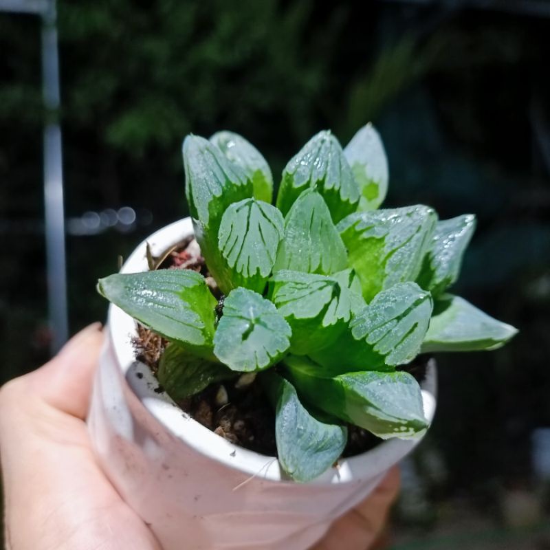 Sale 55%-Sen Đá Haworthia Ice City- Guốc Ngọc Xanh Xước.