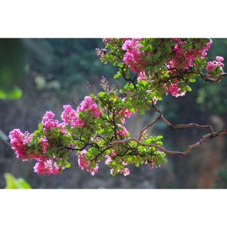 Cây hoa tường vi