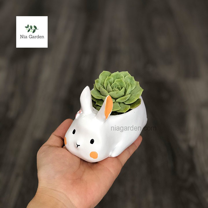 Chậu thỏ trắng trồng cây cảnh để bàn sen đá bầu xương rồng mini Nia Garden N4