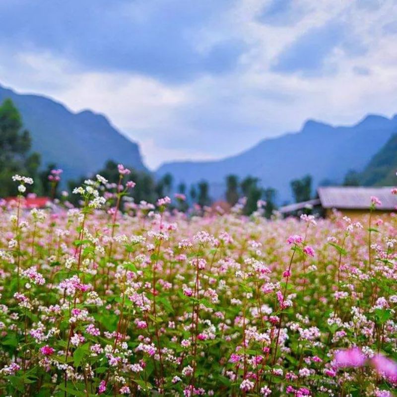 Hạt hoa tam giác mạch gói 50hạt