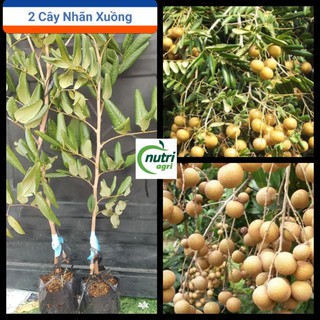 Combo 2 Cây Nhãn Xuồng Cơm Vàng Thơm Ngon Năng Suất Cao Xuất Khẩu