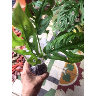 cây trầu bà lỗ