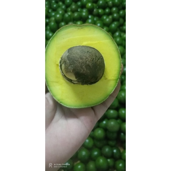 Bơ Booth Đắk Lắk- Bơ Vàng Béo Dẻo Siêu Ngon - Giao Tận Nơi