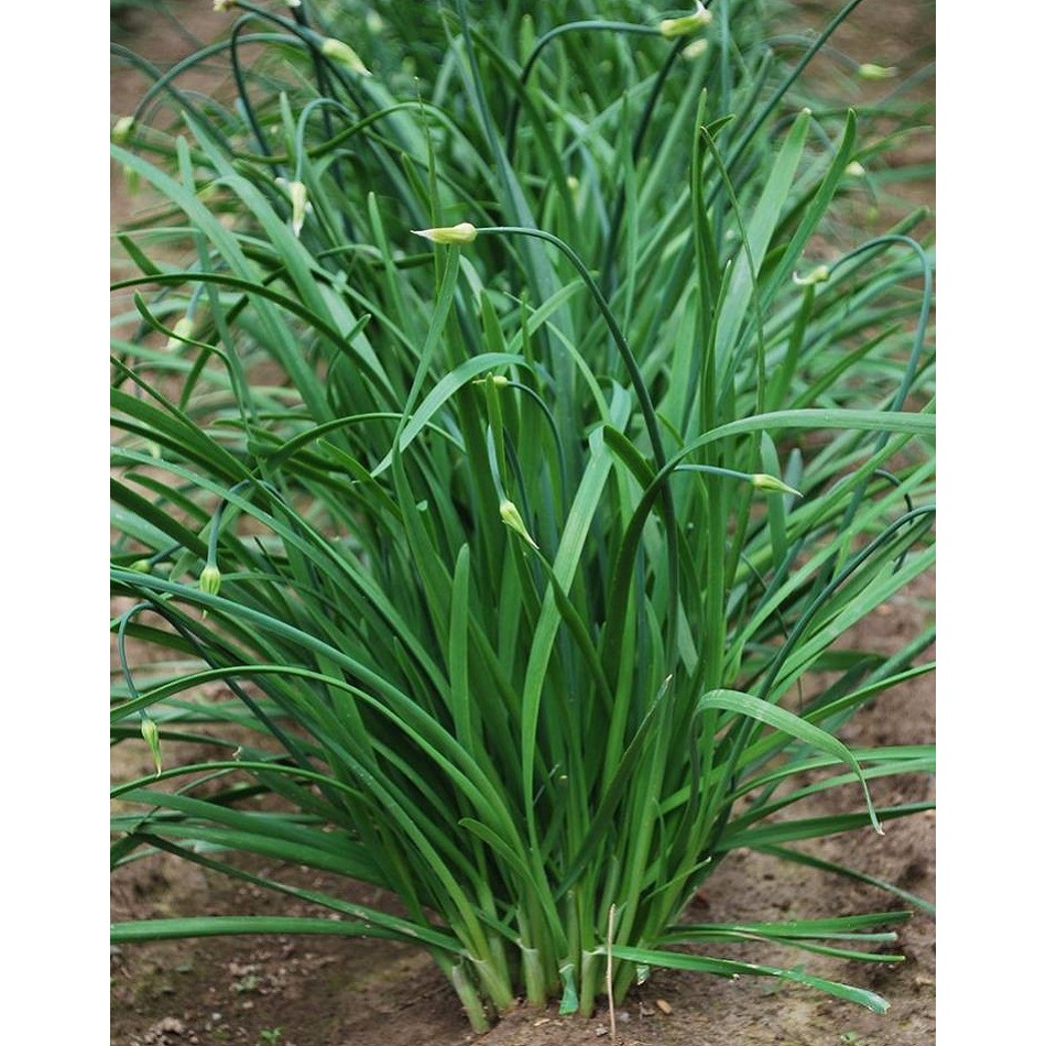 Hạt giống Hẹ cao sản (1 gram)