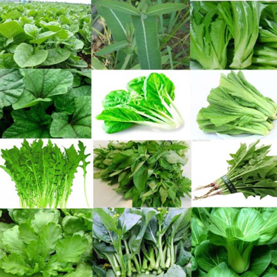 Phân Bón Chuyên Rau Màu Nhập Khẩu Poland , Siêu magie giúp cây mập thân, xanh mướt, lá to