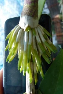 Thuốc kích rễ exotic hoa lan