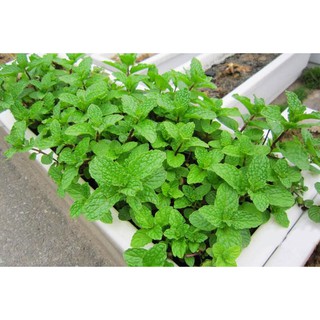 Hạt giống rau húng lủi tây Trang Nông gói 3090 hạt