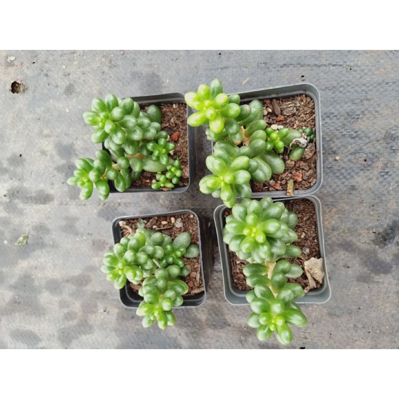 SEN ĐÁ TRỨNG RÙA BÉ