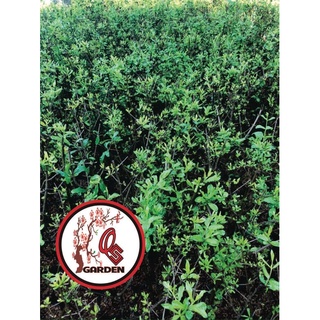 Cây Lựu Đỏ lùn Ấn Độ(70-90cm)