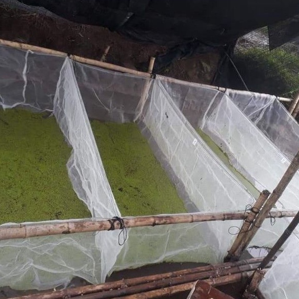 Tráng nuôi ốc nhồi mới nở - mã 2x1x0,6