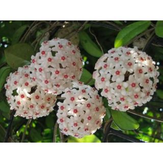 Lan cẩm cù màu trắng nhị đỏ hoa thơm