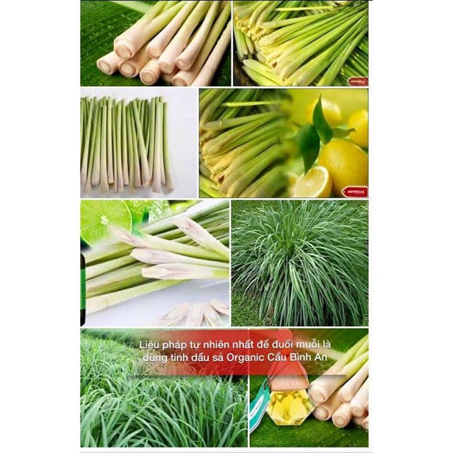 Tinh dầu sả Cầu Bình An