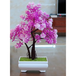 Chậu bonsai để bàn Cao Cấp