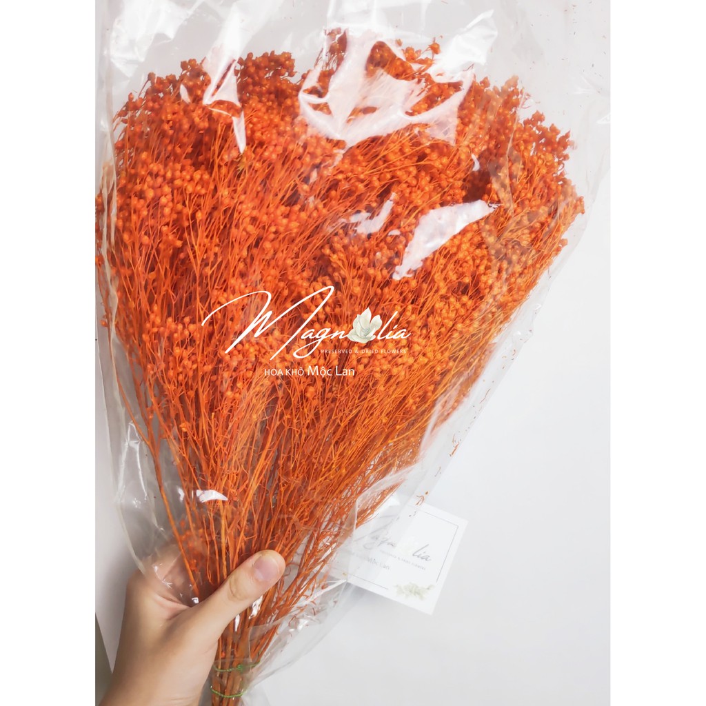 Hoa khô Decor ❤️FREESHIP❤️ Hoa khô Baby Broom Bloom trang trí phòng khách, chụp ảnh sản phẩm