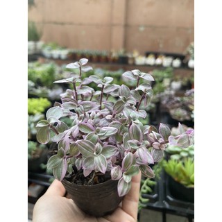 cây pink lady (cây tổ ong)