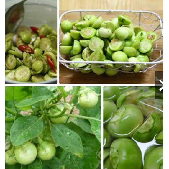 GÓI 2GRAM HẠT GIỐNG CÀ PHÁO XANH CAO SẢN