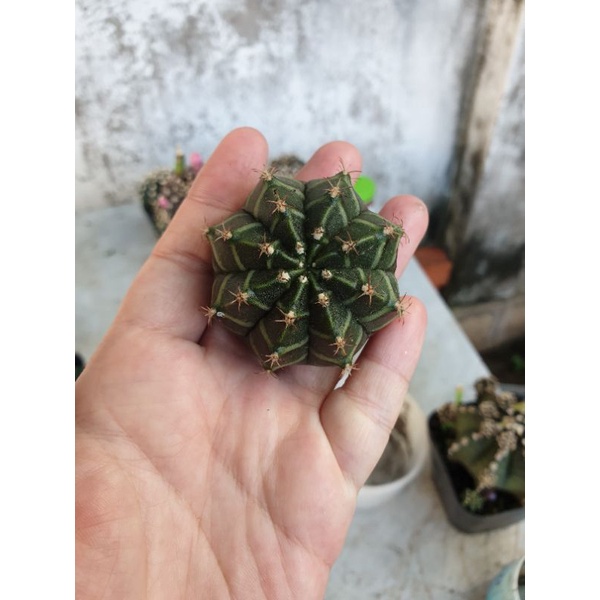 Xương rồng Gym vân siêu mướt size 4cm