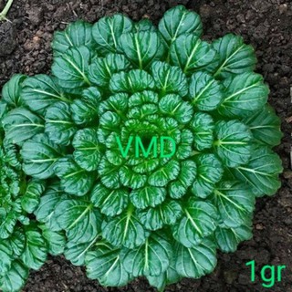 Hạt giống Cải Hoa Hồng Tatsoi