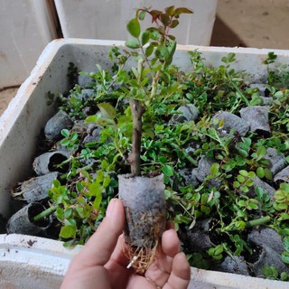 CÂY HOA HỒNG BẦU ĐẤT NHIỀU MÀU