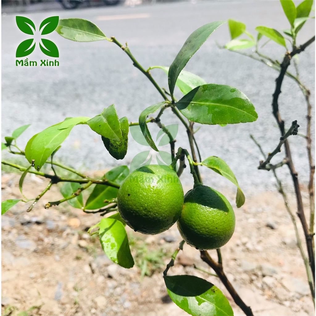 Cây Giống Chanh bông tím