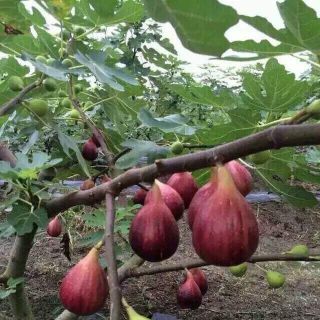 Cây sung mỹ giống cây nhập khẩu