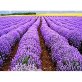Hạt giống hoa oải hương Lavender tím
