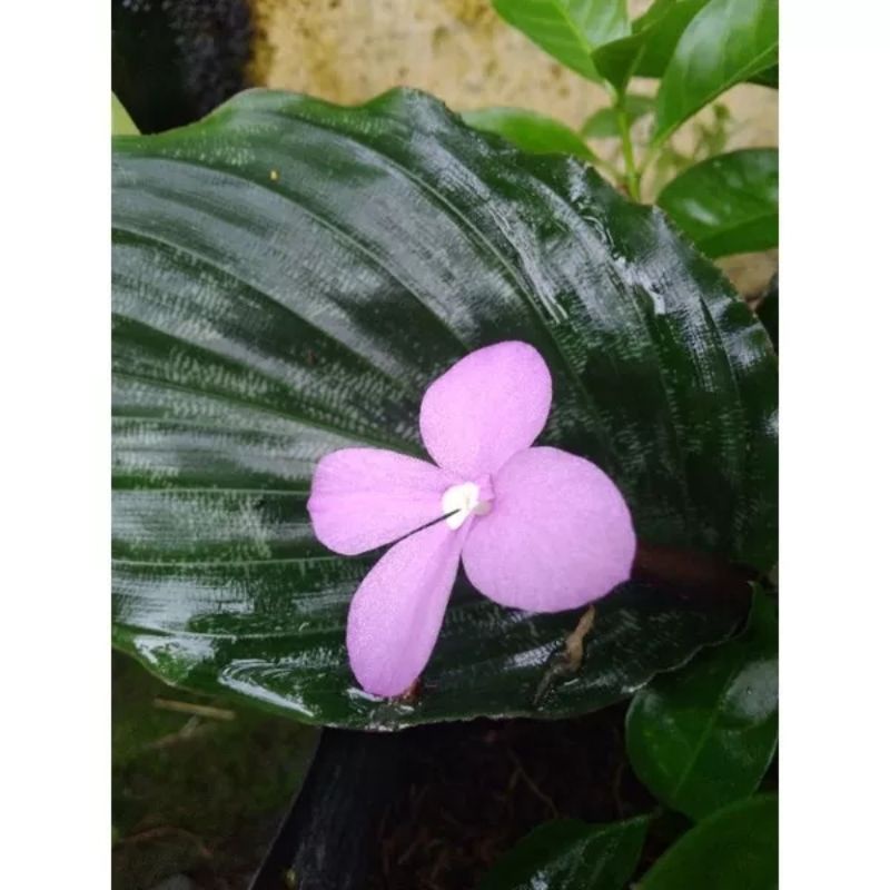 Cây gừng đuôi công