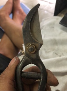 Kéo cắt cành nhật bãi