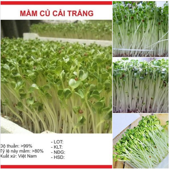 Combo 3 gói hạt giống rau ăn mầm ( mầm cải trắng + mầm cải xanh + mầm củ cải đỏ )