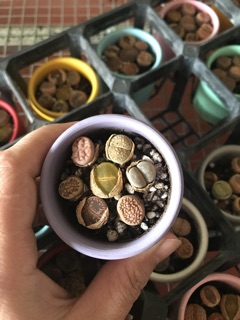 sen mông ( sen lithop)