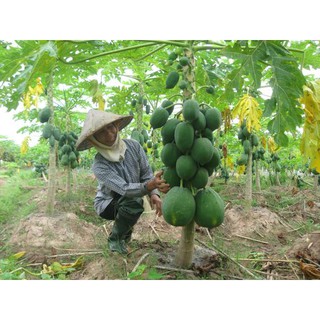 Hạt Giống Đu Đủ Lùn