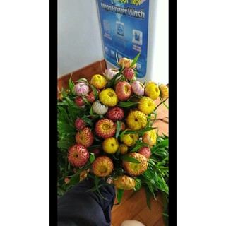 sỉ 50gr hạt giống cúc bất tử