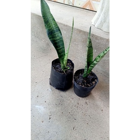 CÂY LƯỠI HỔ XANH.CÂY NHỎ ĐỂ BÀN 🌴 giá bán cây chậu y hình.