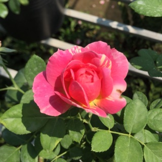 Hoa hồng Claude monet