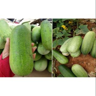 30 Hạt giống dưa chuột mèo ( dưa chuột siêu to)