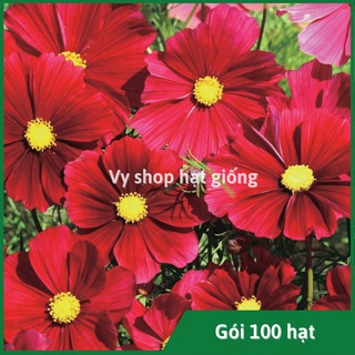 Hạt giống hoa sao nhái đỏ Dazzler gói 100 hạt
