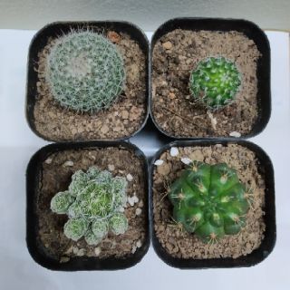 Xương Rồng mini (Combo 4 cây 60k)