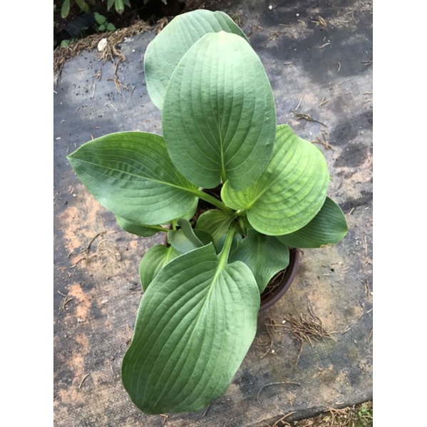 Combo cây hosta