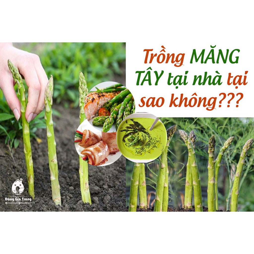 BẦU CÂY GIỐNG MĂNG TÂY XANH 1 NĂM TUỔI, SIÊU NĂNG SUẤT, SIÊU KINH TẾ SSKT