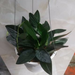 Cây Trầu bà Thiên Thanh
