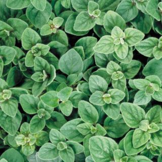 Hạt giống oregano