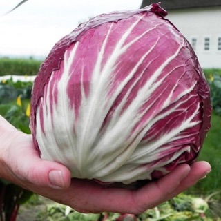 Xà lách cuộn tím