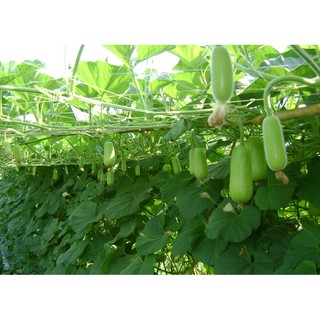 Hạt giống bầu lai F1