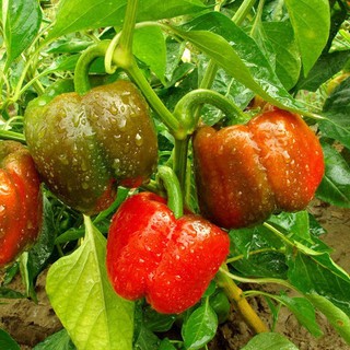 Hạt Giống Ớt Chuông 10 Hạt