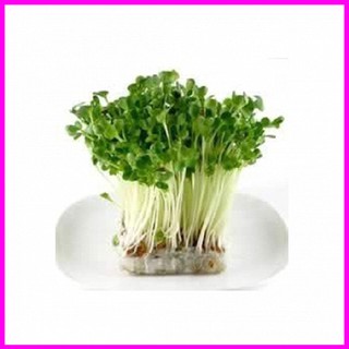 [ Hạt giống rau mầm]Hạt giống rau mầm bông cải xanh -100gr - Mina Shop