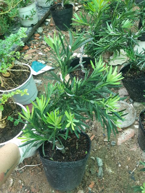 Tùng la hán bonsai mini