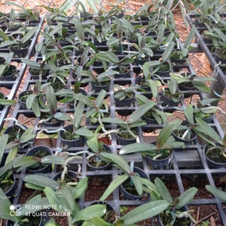 combo 3 cây ngọc điểm 3 màu